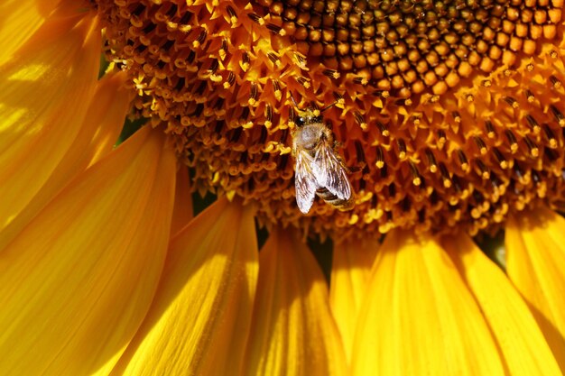 Honeybee collecting pollen from a sunflower