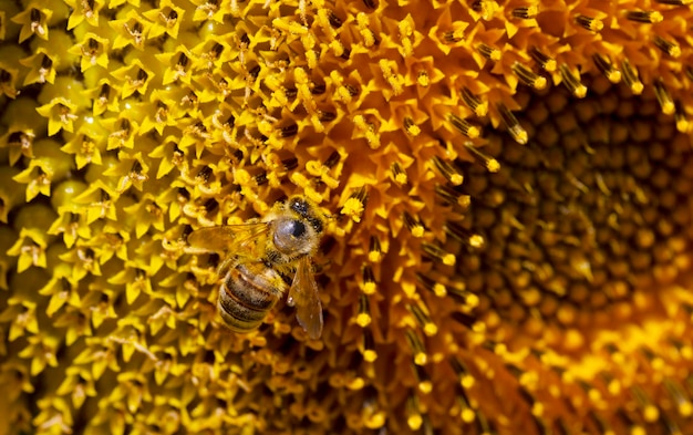 Honeybee collecting pollen from a sunflower