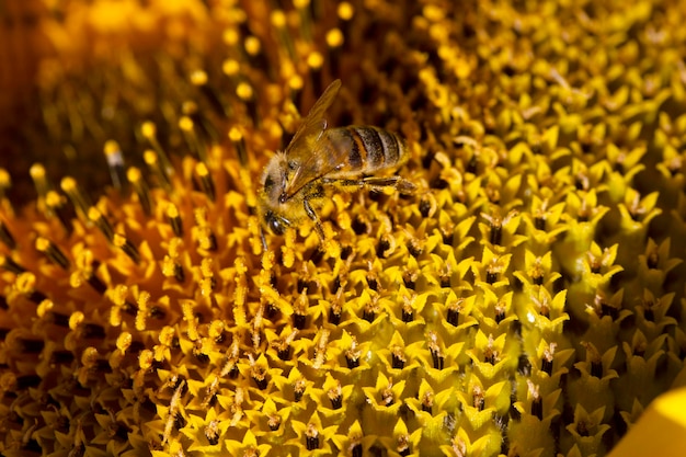 Honeybee collecting pollen from a sunflower