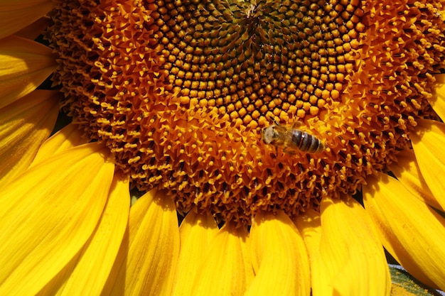 Honeybee collecting pollen from a sunflower