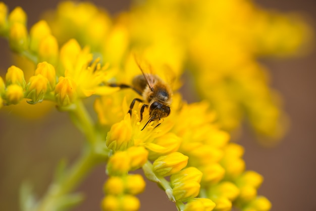 Пчела собирает нектар и пыльцу с желтых цветов Sedum acre