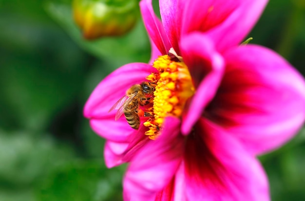 Honeybee at dahlia