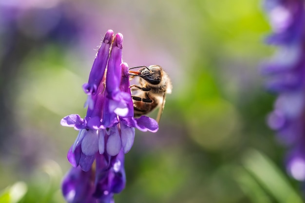 Honeybee european western honey bee sitting on common vetch or tares flower