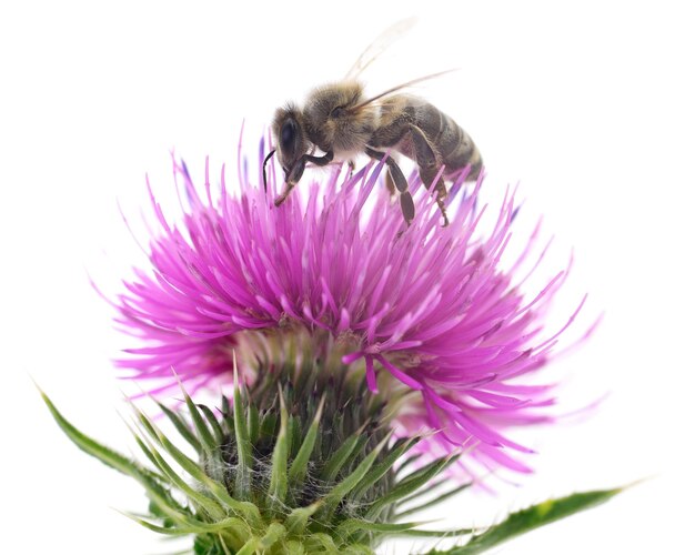 Honeybee and flower head isolated