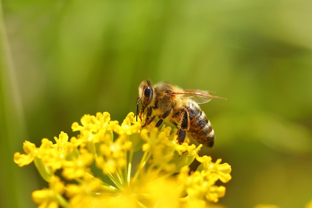 Honeybee harvesting pollen from blooming flowers