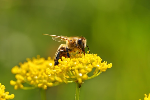 Honeybee harvesting pollen from blooming flowers
