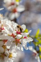 Photo honeybee pollenate almond tree blossoms sunny spring day