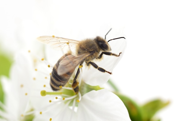 Ape e fiori di ciliegio bianco