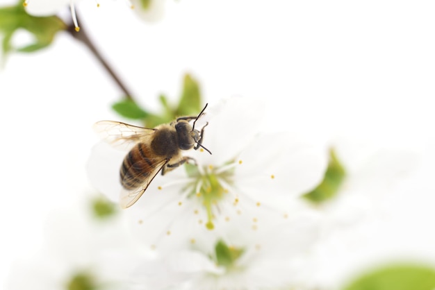 Honeybee and white flowers