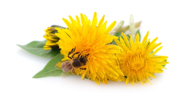 Honeybee and yellow flower head isolated on a white background