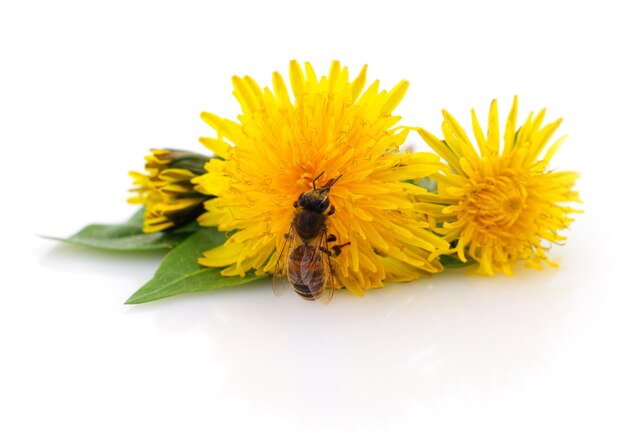 Honeybee and yellow flower head isolated on a white background