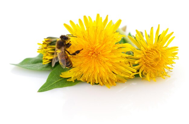 Honeybee and yellow flower head isolated on a white background