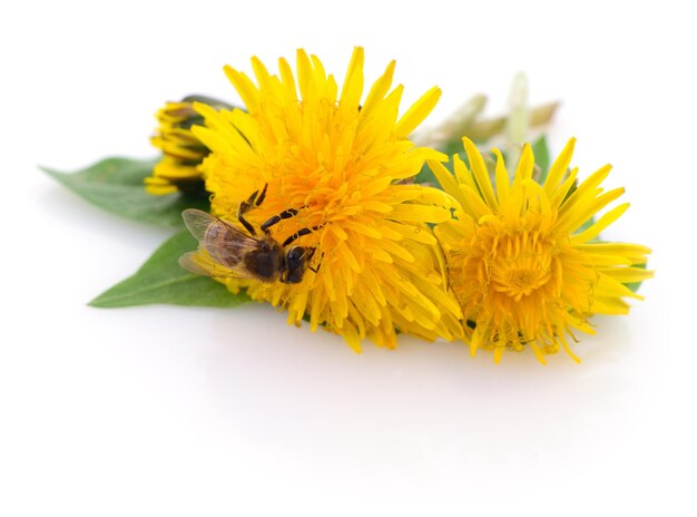 Honeybee and yellow flower