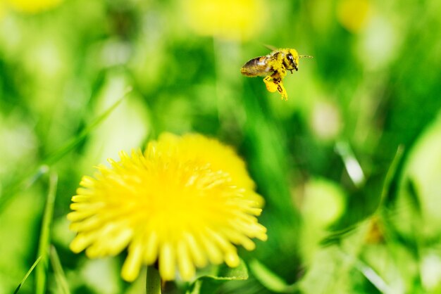 Honeybee and yellow flowers on green grass