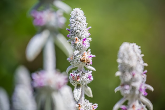 Photo honeybees collect nectar and pollen from stachys byzantina, lamb's-ear, woolly hedgenettle, stachys lanata, olympica fluffy white plants with purple flowers on flowerbed in garden near apiary.