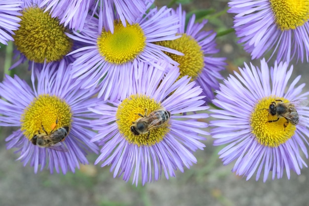 Honeybees collecting nectar from beautiful flowers outdoors closeup