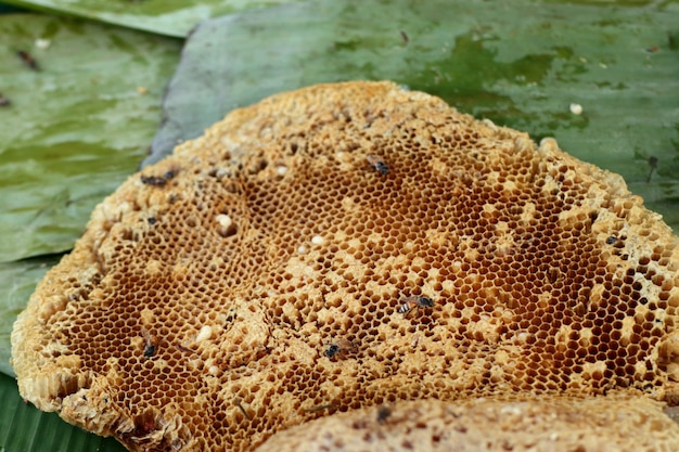 Honeycomb at street food