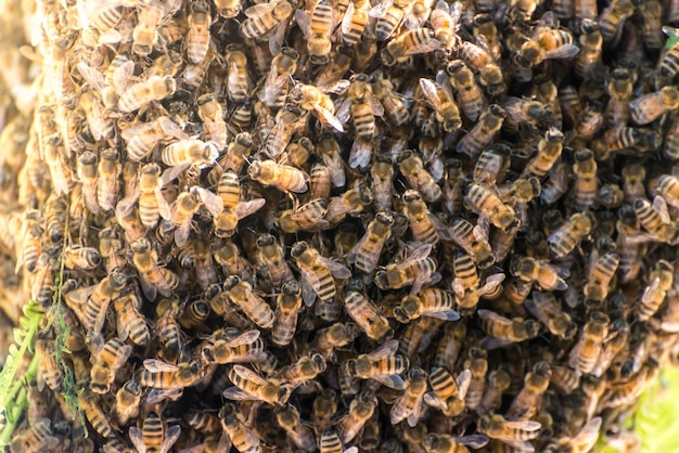 Honeycomb on tree bee honey honey bee stingxA