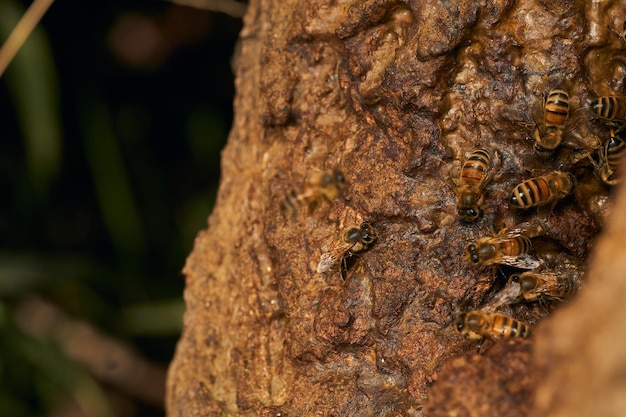 Honeycomb on a tree trunk