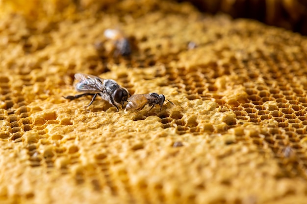 Honeycomb with Bee