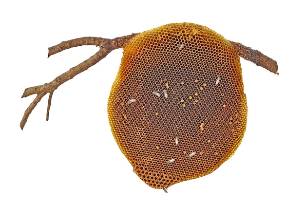 Соты с пчелами, изолированные на белом фоне