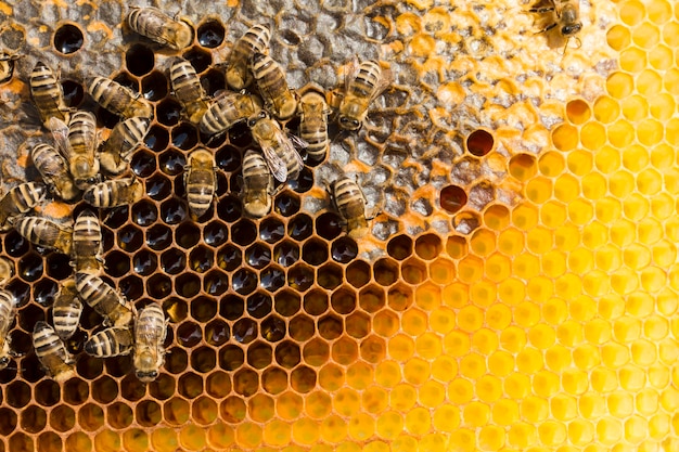 Photo honeycomb with bees