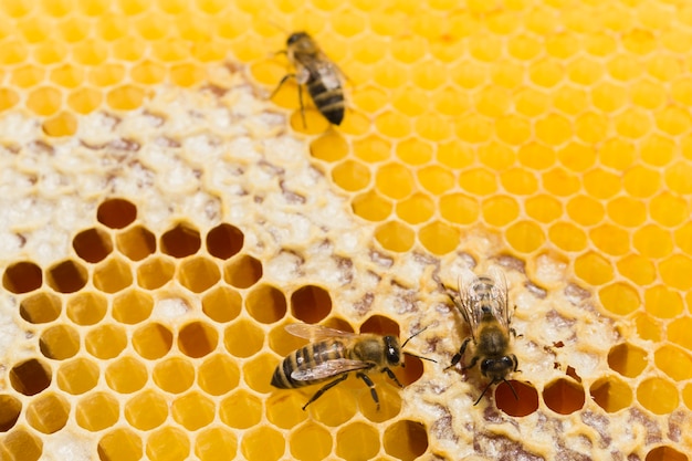 Honeycomb with bees