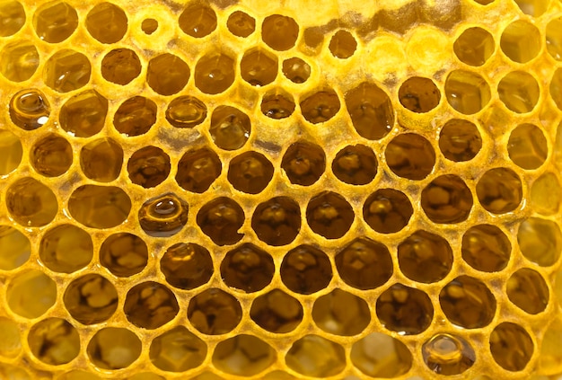 Honeycomb with honey