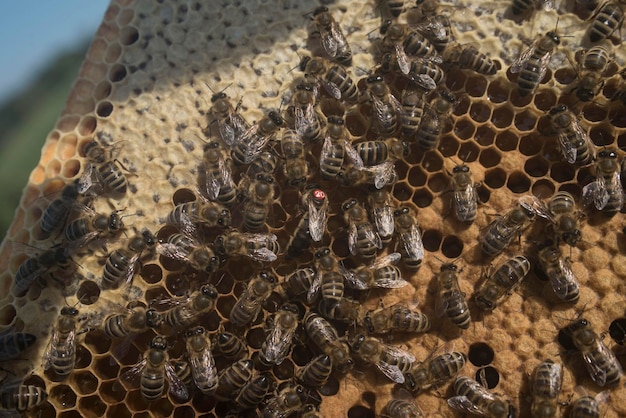 Photo honeycomb with western honey bees or european honey bee - apis mellifera