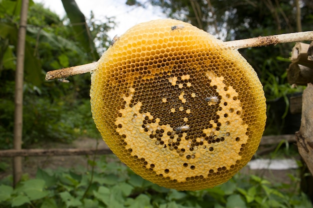 honeycomb 