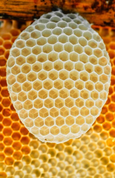 Photo honeycombs of honey bees are built without human intervention