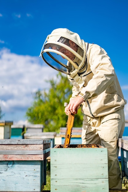Foto favi che raccolgono ispezione da parte di un apicoltore telai con api