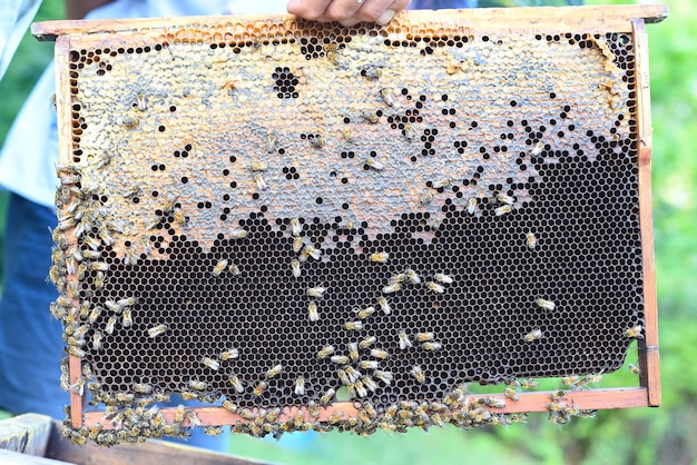 Honeycombs with bees in a hand