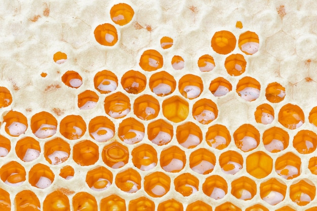 Honeycombs with honey. natural background.