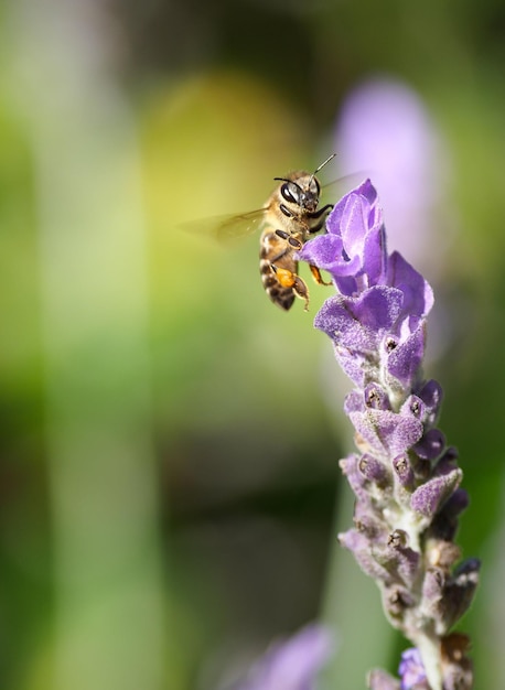Honeyed horizons exploring the sweet world of bees
