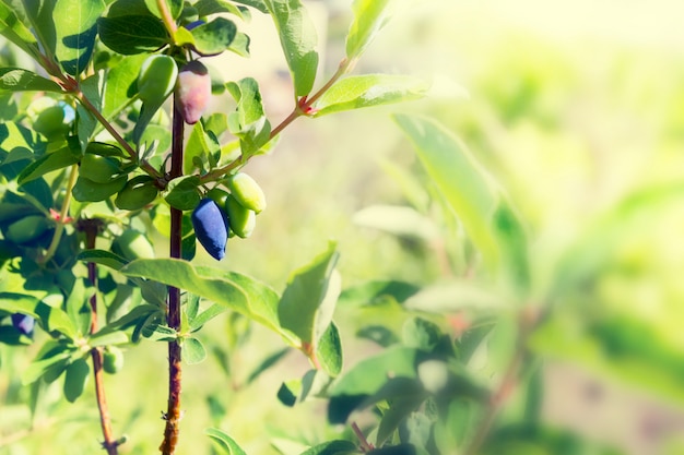 Photo honeysuckle berries ripen on a branch in garden. tinted.