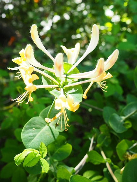 Honeysuckle blooms in the garden White and yellow flowers of Lonicera Caprifolium against of green leaves Floriculture and horticulture Arching shrubs or twining vines in the family Caprifoliaceae