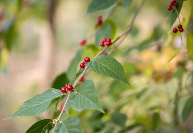 Honeysuckle branch with berries