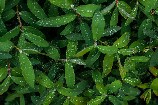 スイカズラの葉と雨滴の背景