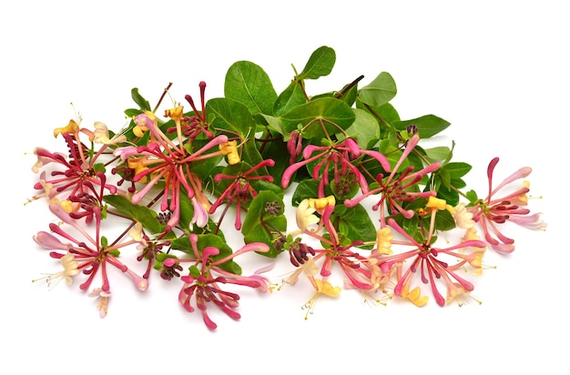 Honeysuckle lonicera periclymenum flower isolated on a white background