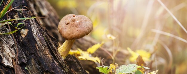 晴れた日に秋の森の古い切り株にスイカズラ茸