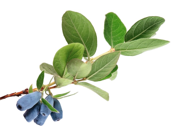 Honeysuckle twig with green leaves isolated on white background Ripe berries of honeysuckle Clipping path