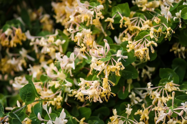 Fiori fragranti bianchi del caprifoglio nel parco di primavera.