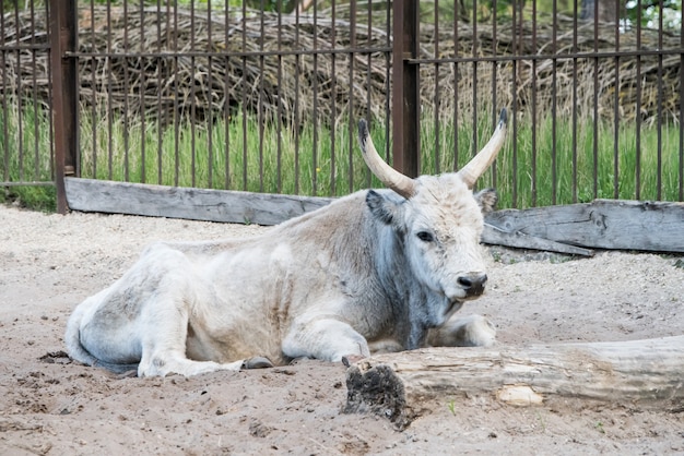 Hongaars grijs vee ontspant buiten in de dierentuin