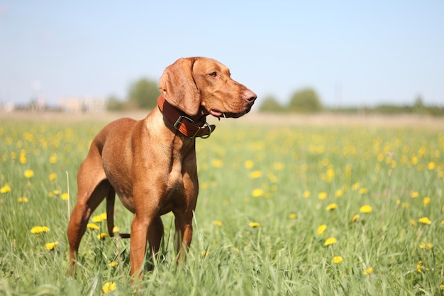 Hongaarse vizsla-hond voor een wandeling