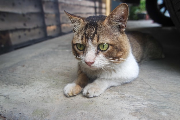 Hongere huiselijke kat met groene ogen die op zoek is naar voedsel