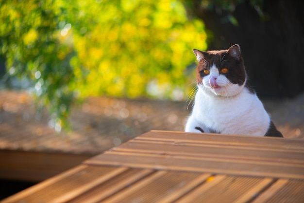 Hongerige britse korthaar kat met open mond die lippen likt terwijl hij op een houten huisterras zit