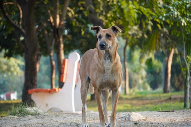 Hongerige hond die voedsel vindt HD-afbeelding