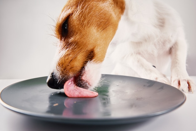 Hongerige hond likt lege plaat met tong close-up portret