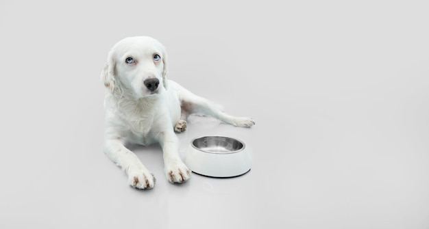 Hongerige hond puppy wachten op eten naast een kom. Geïsoleerd op grijze achtergrond